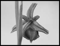 Ophrys-argolicanb